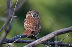 Peruvian Pygmy-Owl